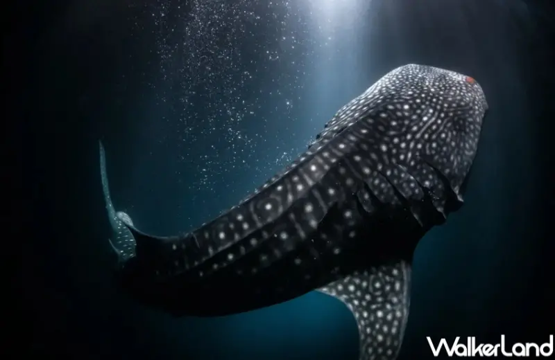 Klook「美夢成真系列體驗」/ WalkerLand窩客島提供 未經許可，不得轉載