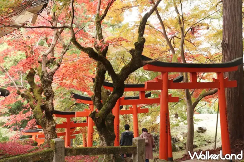 城崎溫泉祭典、賞楓景點大公開，解鎖但馬地區最熱鬧的秋日慶典與隱藏景點。