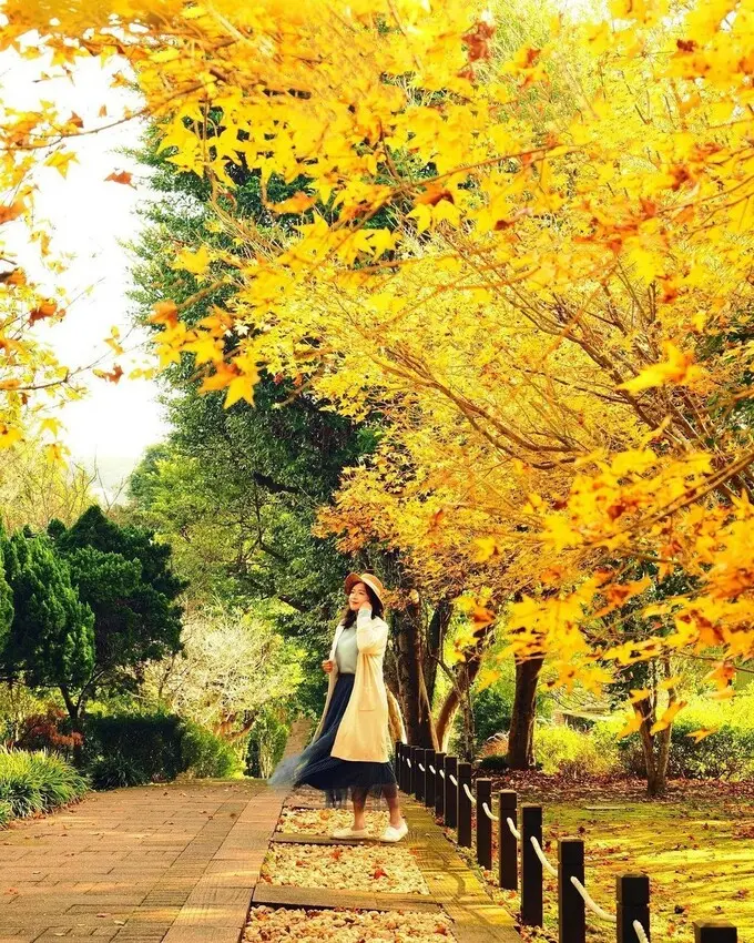 陽明山免費賞楓觀賞點 #花卉試驗中心/ WalkerLand窩客島整理提供 未經許可不可轉載