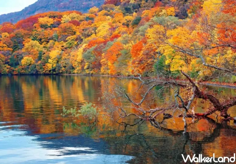 KKday 日韓賞楓必搶優惠推薦  / WalkerLand窩客島提供 未經許可，不得轉載