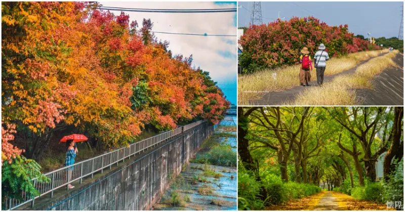 台灣欒樹拍照點推薦  / WalkerLand窩客島提供 未經許可，不得轉載