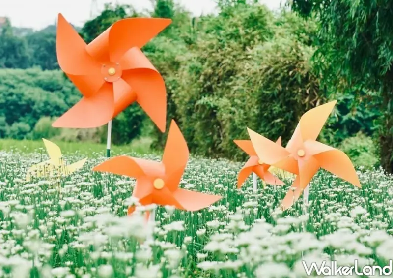 2024大溪韭菜花節 活動資訊/ WalkerLand窩客島整理提供 未經許可不可轉載。