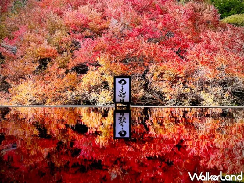 城崎溫泉祭典、賞楓景點大公開，解鎖但馬地區最熱鬧的秋日慶典與隱藏景點。