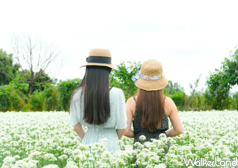 2024大溪韭菜花節 活動資訊/ WalkerLand窩客島整理提供 未經許可不可轉載。