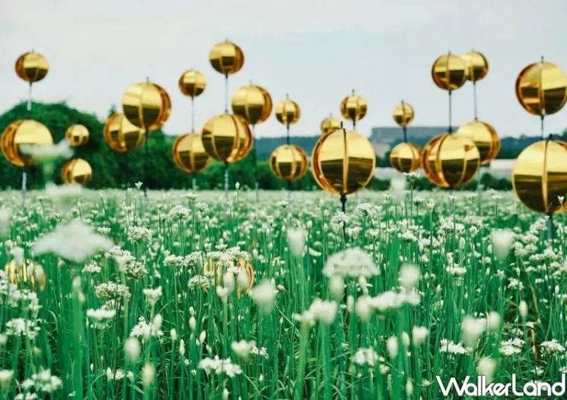 2024大溪韭菜花節 活動資訊/ WalkerLand窩客島整理提供 未經許可不可轉載。