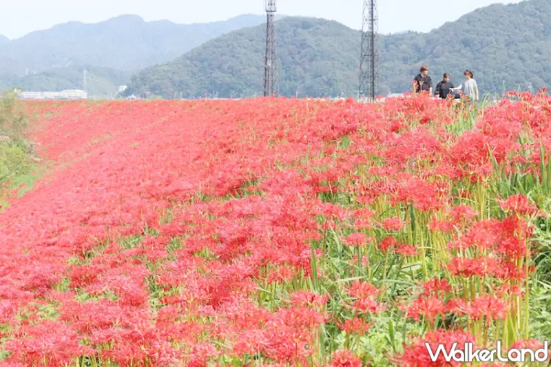 城崎溫泉祭典、賞楓景點大公開，解鎖但馬地區最熱鬧的秋日慶典與隱藏景點。