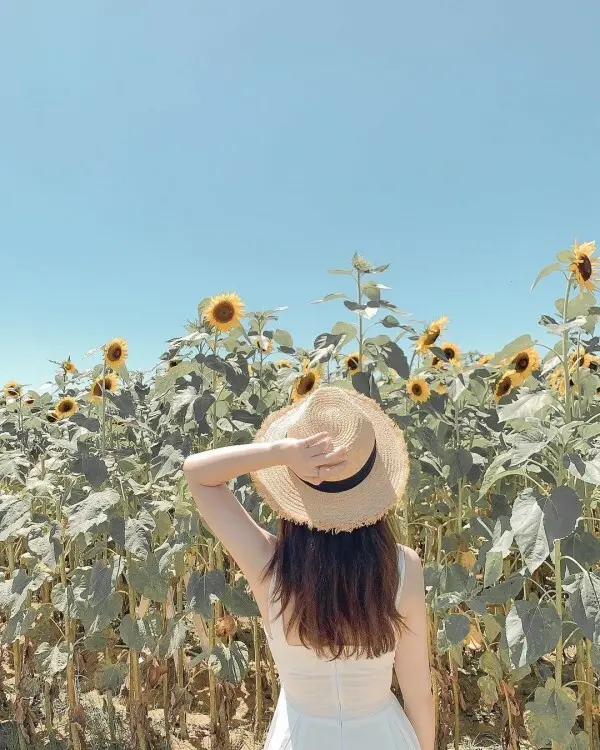 夏季金黃花海拍到10月 #向陽農場/ WalkerLand窩客島整理提供 未經許可不可轉載