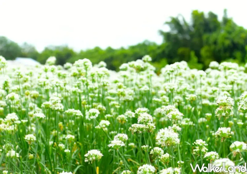 2024大溪韭菜花節 活動資訊/ WalkerLand窩客島整理提供 未經許可不可轉載。