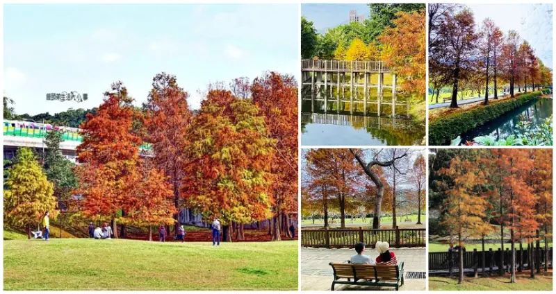  雙北7大秋季景點搶先看！搭捷運就到「秋季賞楓、落羽松景點」免費拍，落羽松湖畔倒影先筆記。/ WalkerLand窩客島整理提供 未經許可不可轉載