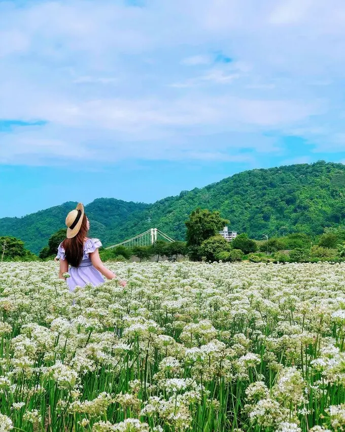  初秋必拍雪白花海 #大溪韭菜花田/ WalkerLand窩客島整理提供 未經許可不可轉載