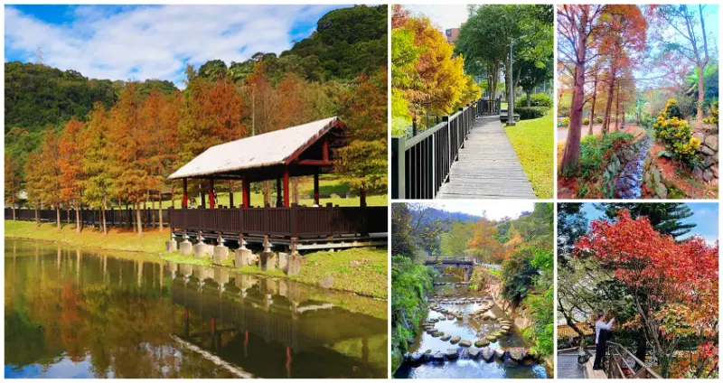  雙北7大秋季景點搶先看！搭捷運就到「秋季賞楓、落羽松景點」免費拍，落羽松湖畔倒影先筆記。/ WalkerLand窩客島整理提供 未經許可不可轉載