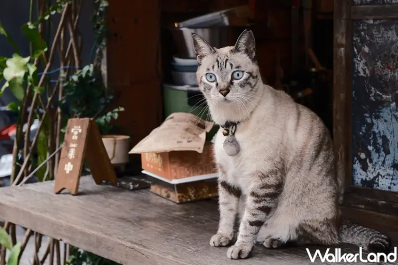 花蓮文青三天兩夜行程推薦 / WalkerLand窩客島提供 未經許可，不得轉載