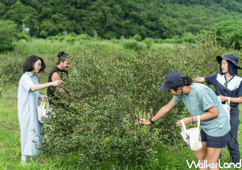 朝陽早秋一日散策 行程推薦 / WalkerLand窩客島提供 未經許可，不得轉載