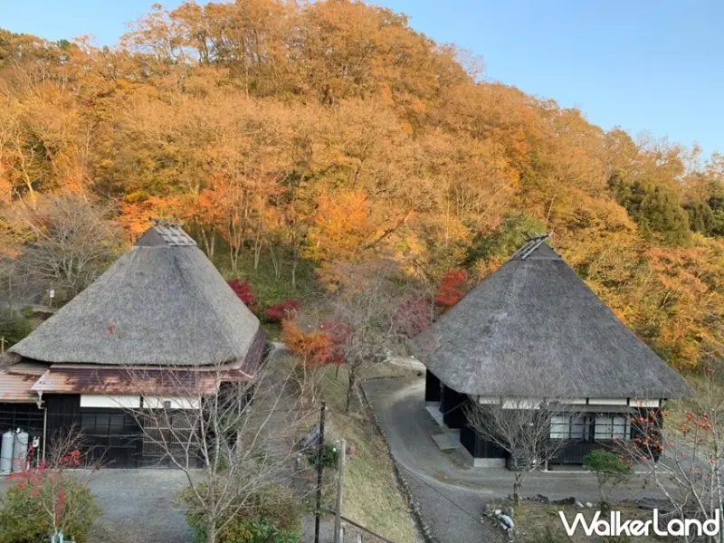 九州秋日旅遊推薦！小林市波斯菊祭與紅葉絕景，結合當地美食與水果採摘、探索隱藏在自然中的精彩假期。