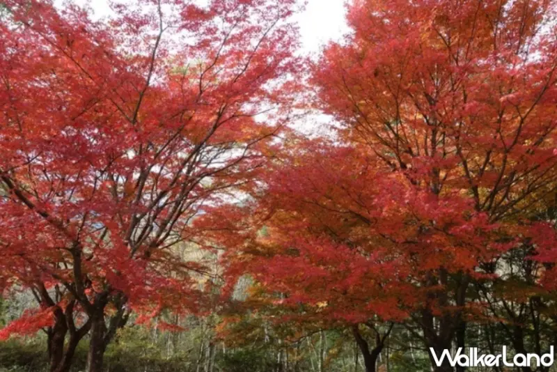 九州秋日旅遊推薦！小林市波斯菊祭與紅葉絕景，結合當地美食與水果採摘、探索隱藏在自然中的精彩假期。