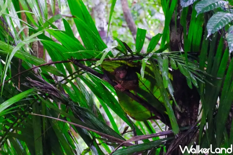 菲律賓海陸行程推薦 / WalkerLand窩客島提供 未經許可，不得轉載