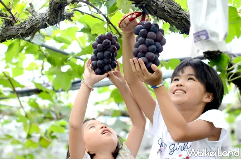 九州秋日旅遊推薦！小林市波斯菊祭與紅葉絕景，結合當地美食與水果採摘、探索隱藏在自然中的精彩假期。