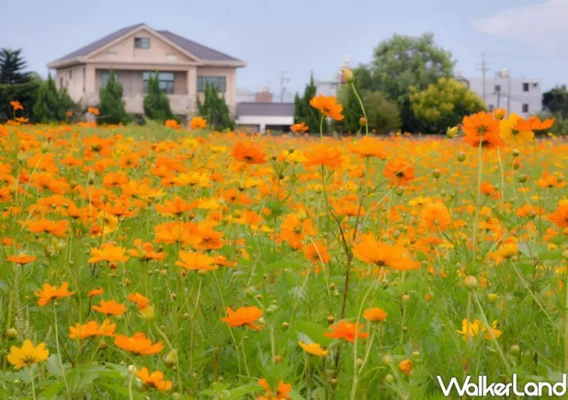 2024花現中壢農遊趣 / WalkerLand窩客島整理提供 未經許可不可轉載。