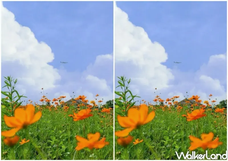 2024花現中壢農遊趣 / WalkerLand窩客島整理提供 未經許可不可轉載。