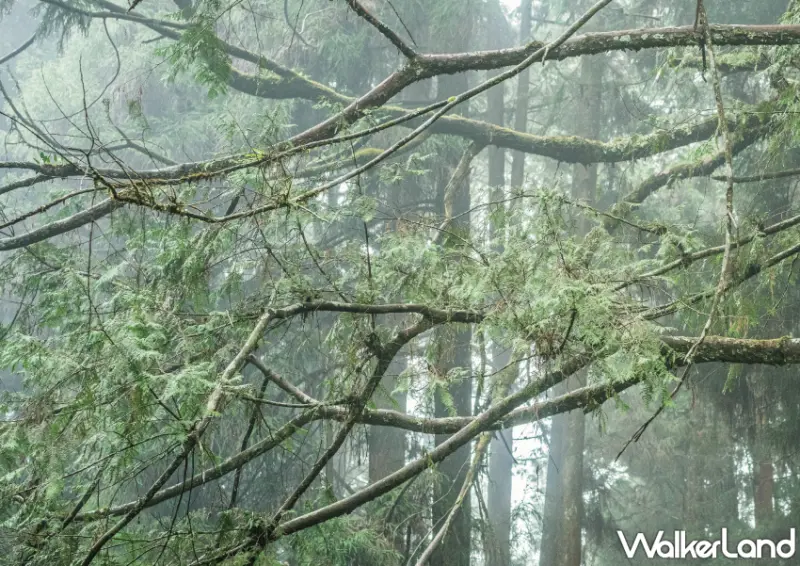 在深山中來一杯咖啡！一日限定「森林咖啡沙龍」領略高海拔咖啡的魅力、體驗手沖咖啡的藝術。