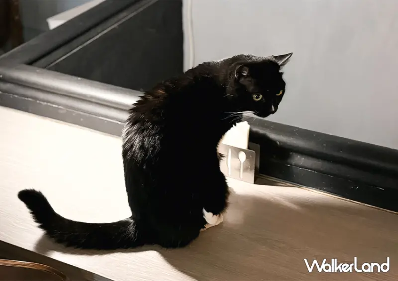 漢堡界的貓咪咖啡廳！忠孝新生美食「TakeOut」貓奴必吃/ WalkerLand窩客島整理提供 未經許可不可轉載。