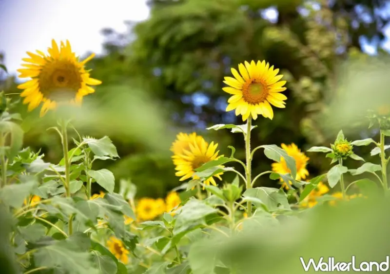 2024花現中壢農遊趣 / WalkerLand窩客島整理提供 未經許可不可轉載。