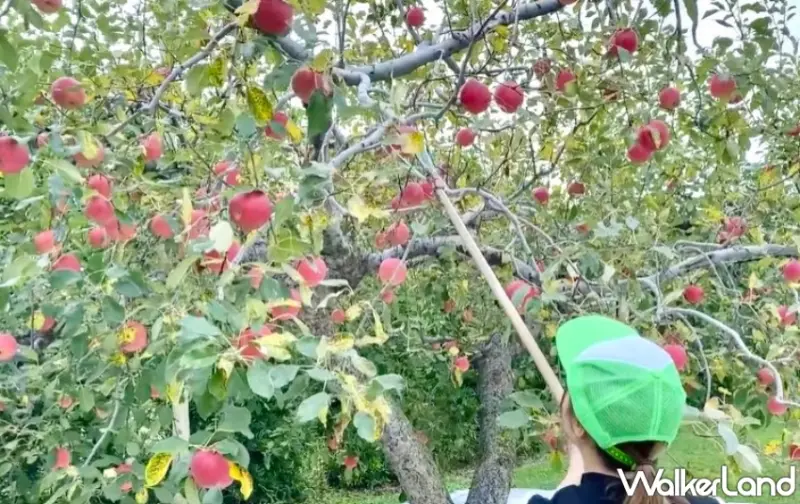 九州秋日旅遊推薦！小林市波斯菊祭與紅葉絕景，結合當地美食與水果採摘、探索隱藏在自然中的精彩假期。