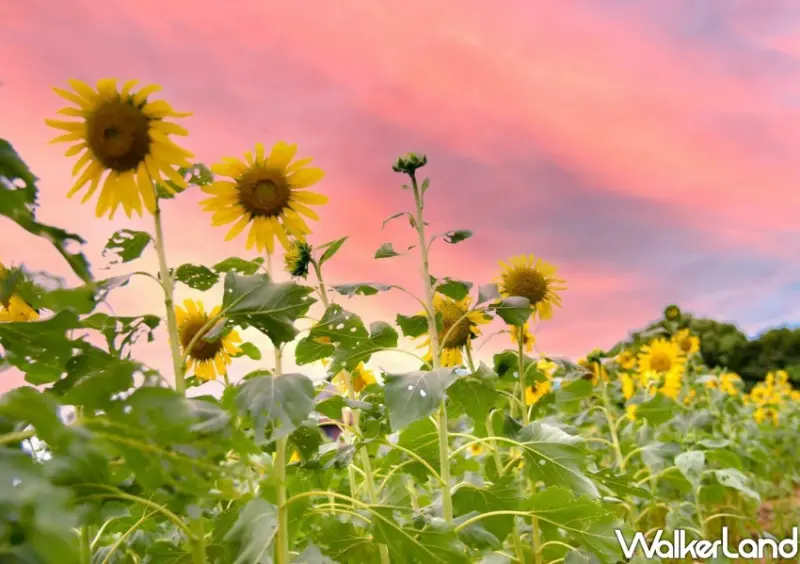 2024花現中壢農遊趣 / WalkerLand窩客島整理提供 未經許可不可轉載。