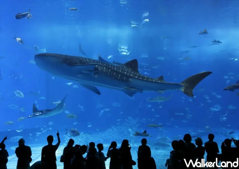 雄獅旅遊 2024 ITF台北國際旅展/ WalkerLand窩客島整理提供 未經許可不可轉載。