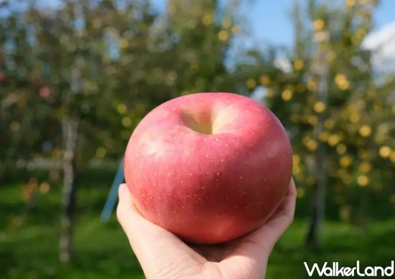 家樂福 青森蘋果季 / WalkerLand窩客島整理提供 未經許可不可轉載。
