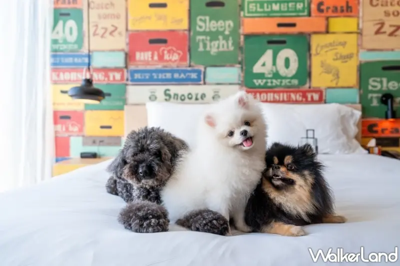 高雄英迪格Pier No.1跨年派對限時五折！Pier No.1炫光霓虹跨年派對五折優惠、INtopia寵物套票買八送一。