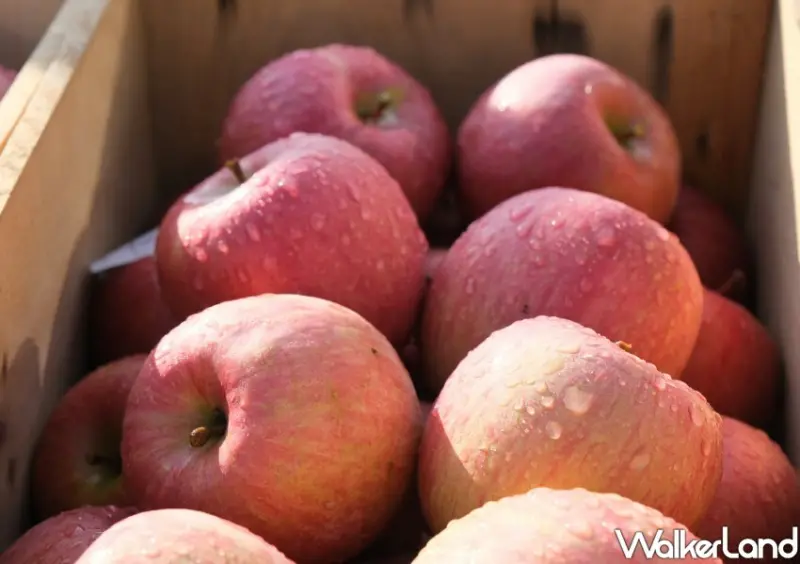 家樂福 青森蘋果季 / WalkerLand窩客島整理提供 未經許可不可轉載。