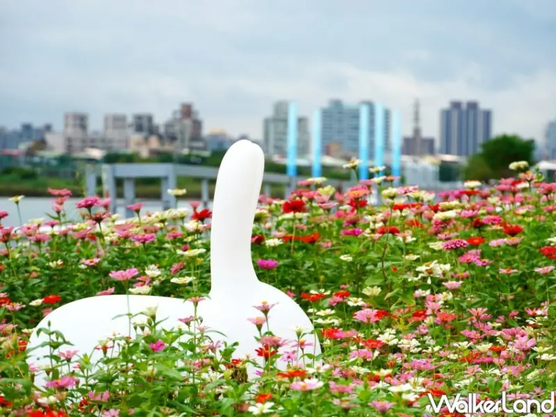 2024關渡花海 / WalkerLand窩客島整理提供 未經許可不可轉載。