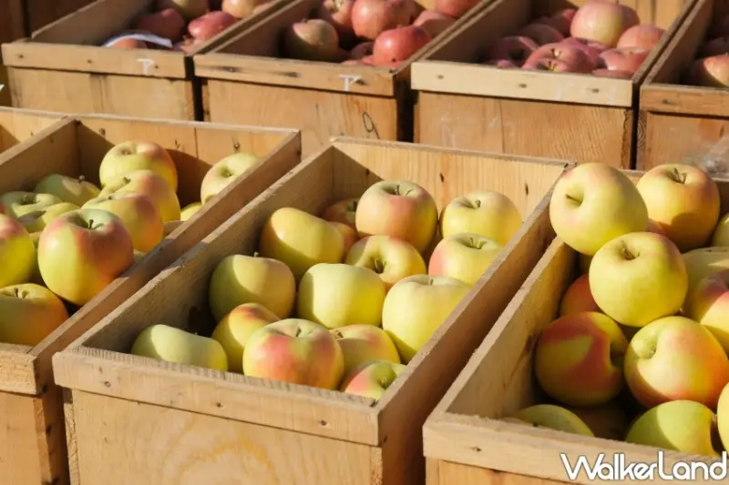 家樂福 青森蘋果季 / WalkerLand窩客島整理提供 未經許可不可轉載。