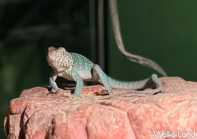 ▲▼台北酒吧「蟲蟲巴斯」點套餐還可指定與一種爬蟲動物互動 / WalkerLand窩客島整理提供​​​​​​​