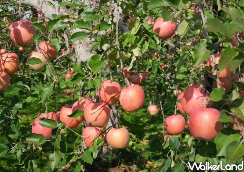 家樂福 青森蘋果季 / WalkerLand窩客島整理提供 未經許可不可轉載。