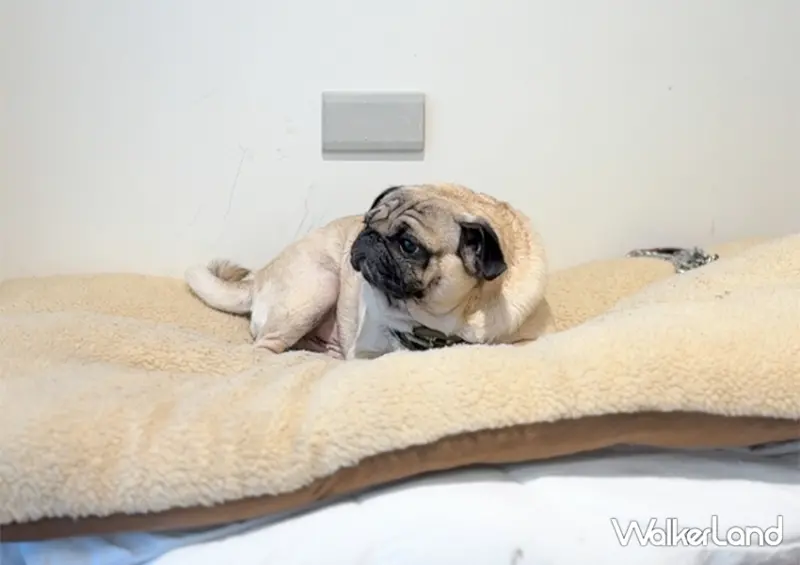 ▲▼東區新開幕漢堡店「Three Pugs 三巴漢堡」來這吃飯順便和店長拍個照/ WalkerLand窩客島整理提供