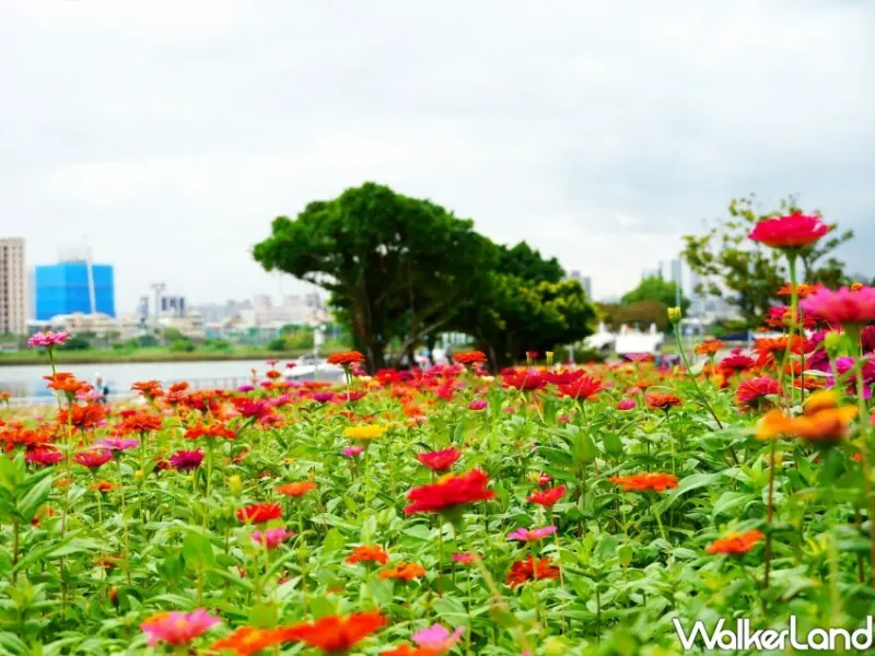 2024關渡花海 / WalkerLand窩客島整理提供 未經許可不可轉載。