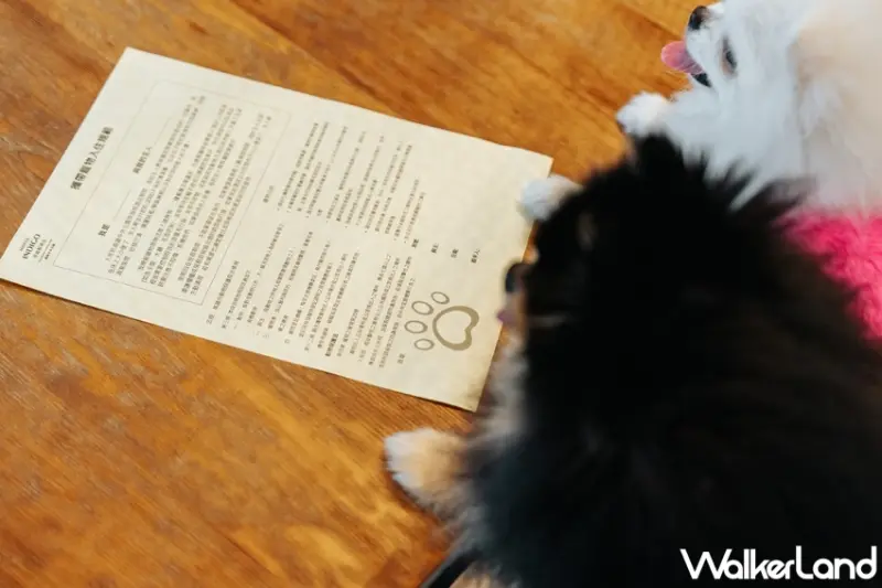 高雄英迪格Pier No.1跨年派對限時五折！Pier No.1炫光霓虹跨年派對五折優惠、INtopia寵物套票買八送一。