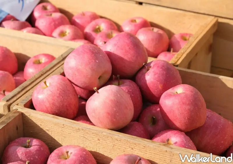 家樂福 青森蘋果季 / WalkerLand窩客島整理提供 未經許可不可轉載。