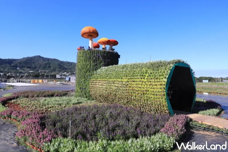 台中新社花毯節登場！7大展區、20萬株花草、23種花卉、交通路線，一次完整公開。