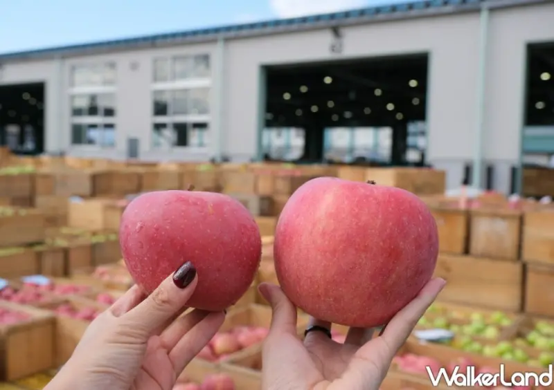 家樂福 青森蘋果季 / WalkerLand窩客島整理提供 未經許可不可轉載。