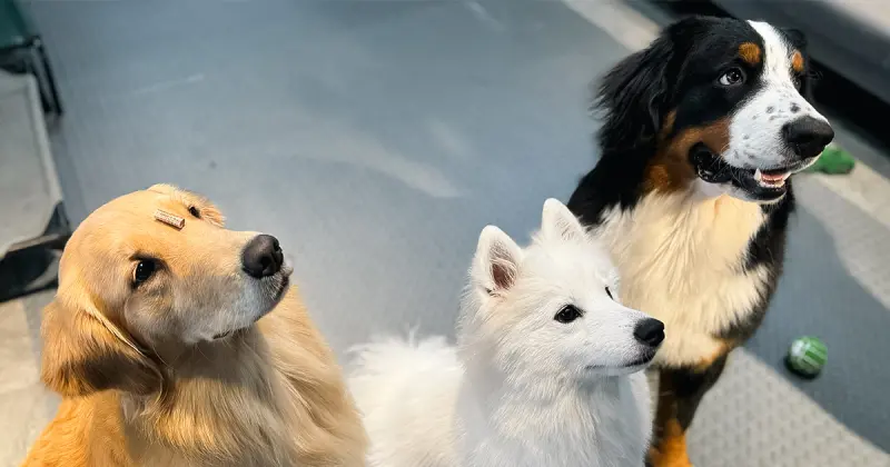 新北狗狗餐廳「遛遛灣」6隻大狗陪你玩！哈士奇、伯恩山犬超可愛，低消只要300元。