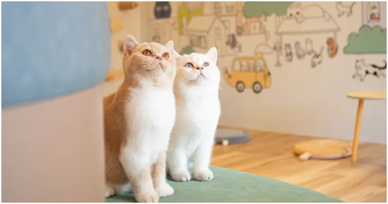 台北貓咖再加1！擼LALA Sweets台北松菸旗艦店，台北擼貓新地標。