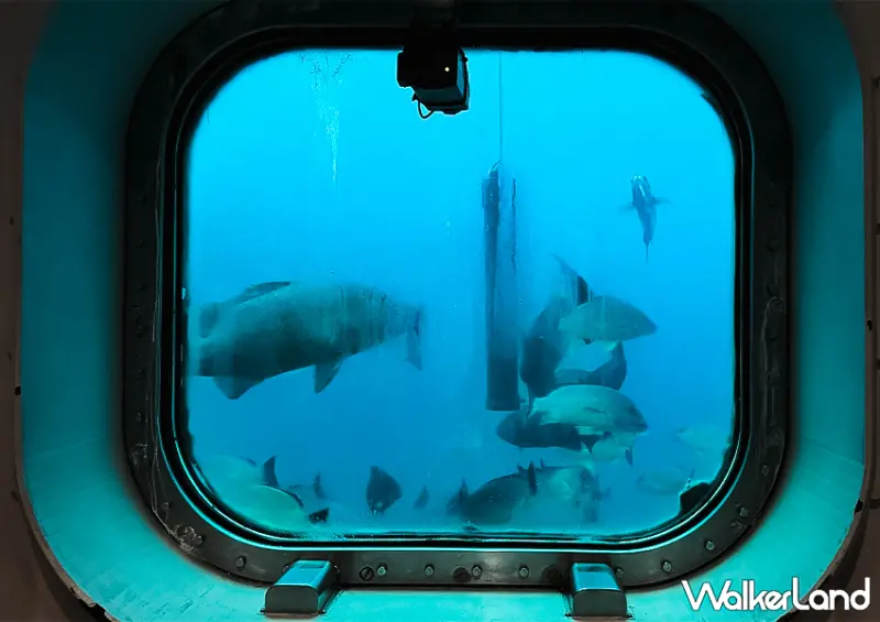 ▲關島景點推薦「魚眼海洋公園 (Fish Eye Marine Park)」共有24扇透明觀景窗 / WalkerLand窩客島 蕭芷琳 拍攝