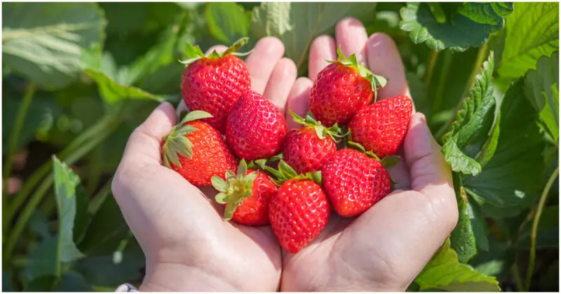 冬天來大湖採草莓！6個大湖必去草莓園，超稀有白草莓、粉霸王通通有。