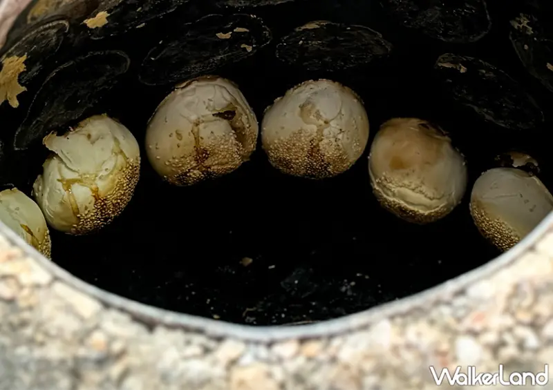 ▲▼南門市場必吃「臻味胡椒餅」赤肉比例較高，還會爆出滿滿的肉汁 / WalkerLand窩客島整理提供