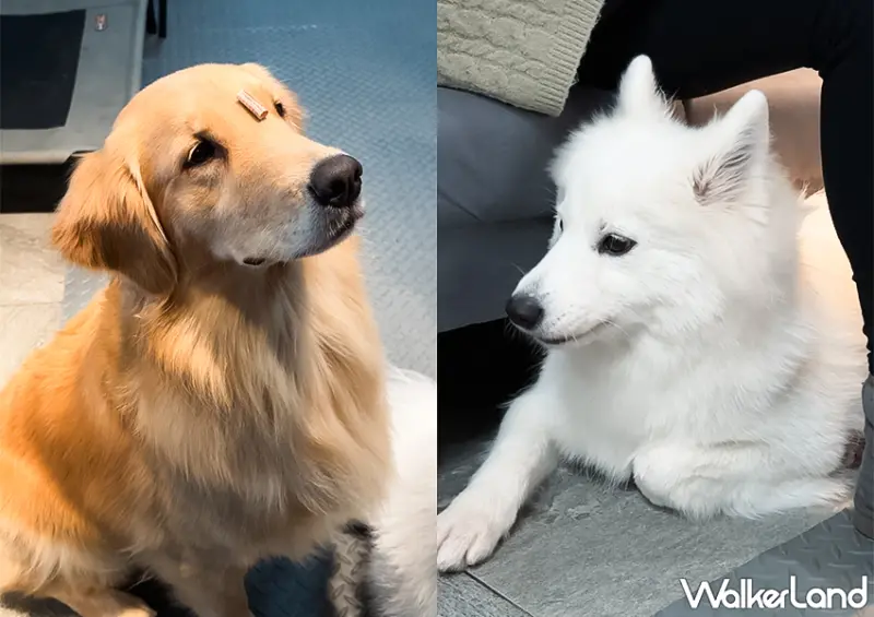 ▲新北狗狗餐廳「遛溜灣」店裡6隻狗狗因年紀較小，活力充沛，可能會有較強烈的互動 / WalkerLand窩客島 蕭芷琳 拍攝​​​​​​​