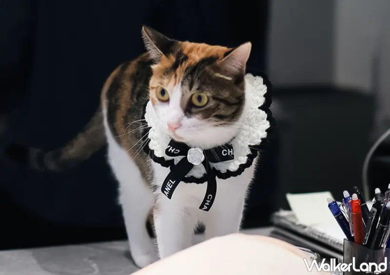 ▲▼忠孝新生貓咪咖啡廳「ABOUT H」草莓千層蛋糕IG爆紅！地點靠近捷運忠孝新生站 / WalkerLand窩客島 蕭芷琳 拍攝