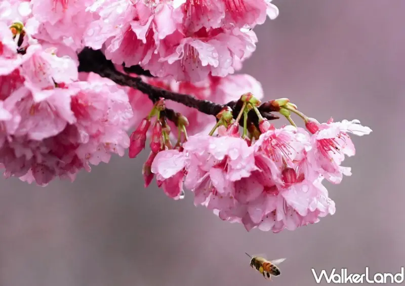 汐止康誥坑溪櫻花季/ WalkerLand窩客島整理提供 未經許可不可轉載。